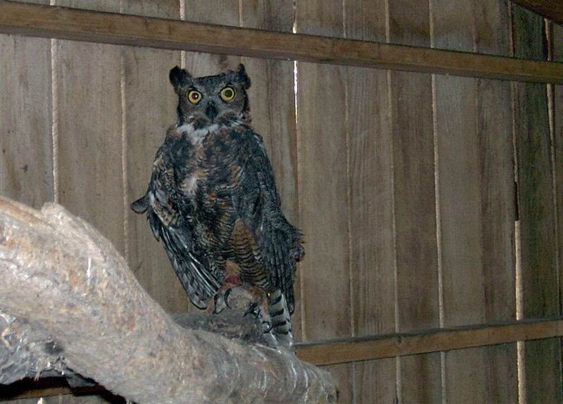 Great_Horned_Owl.jpg