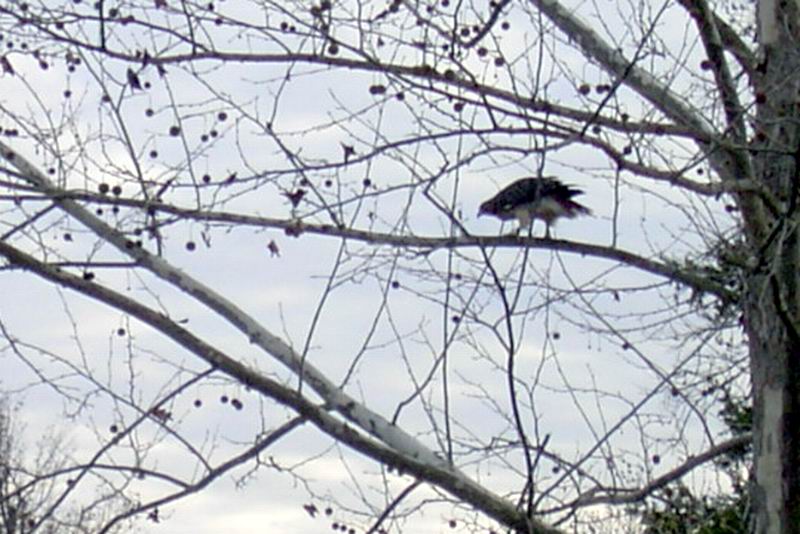 Redtail Hawk Release