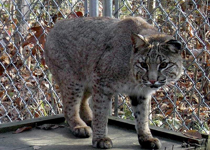 bobcat1.jpg