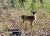 deer1.jpg
