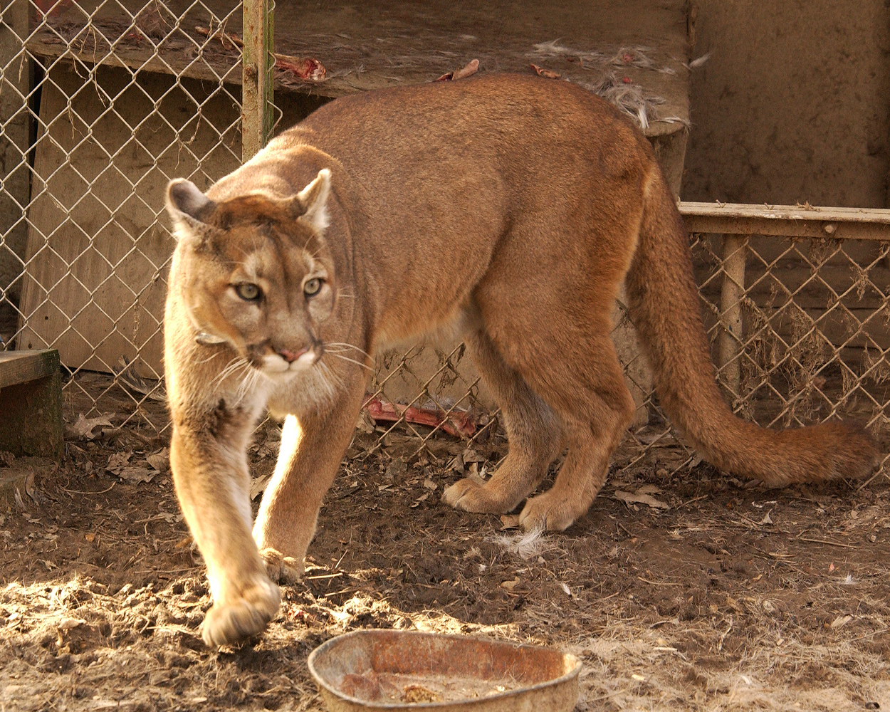 south american cougar