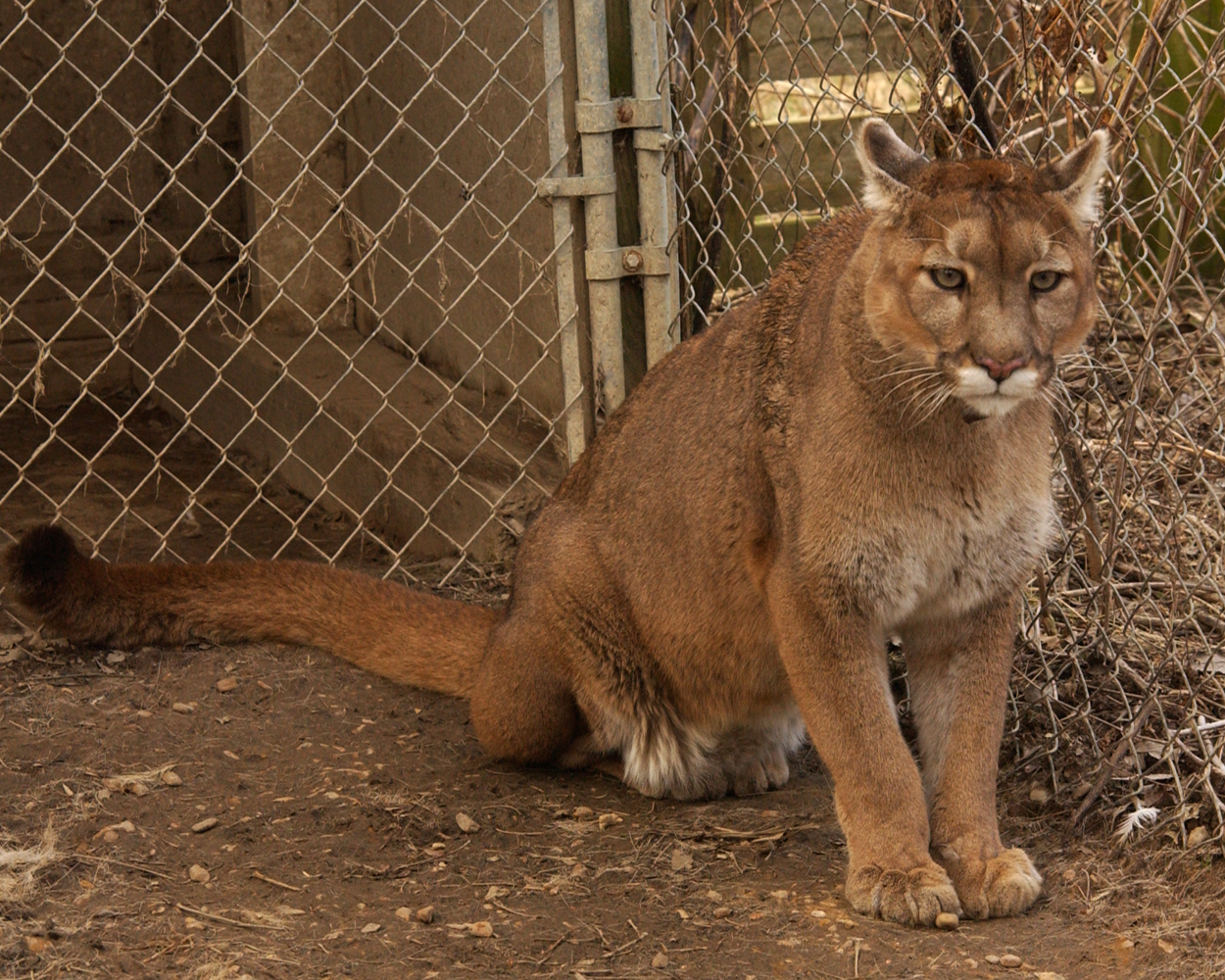 northern south american cougar